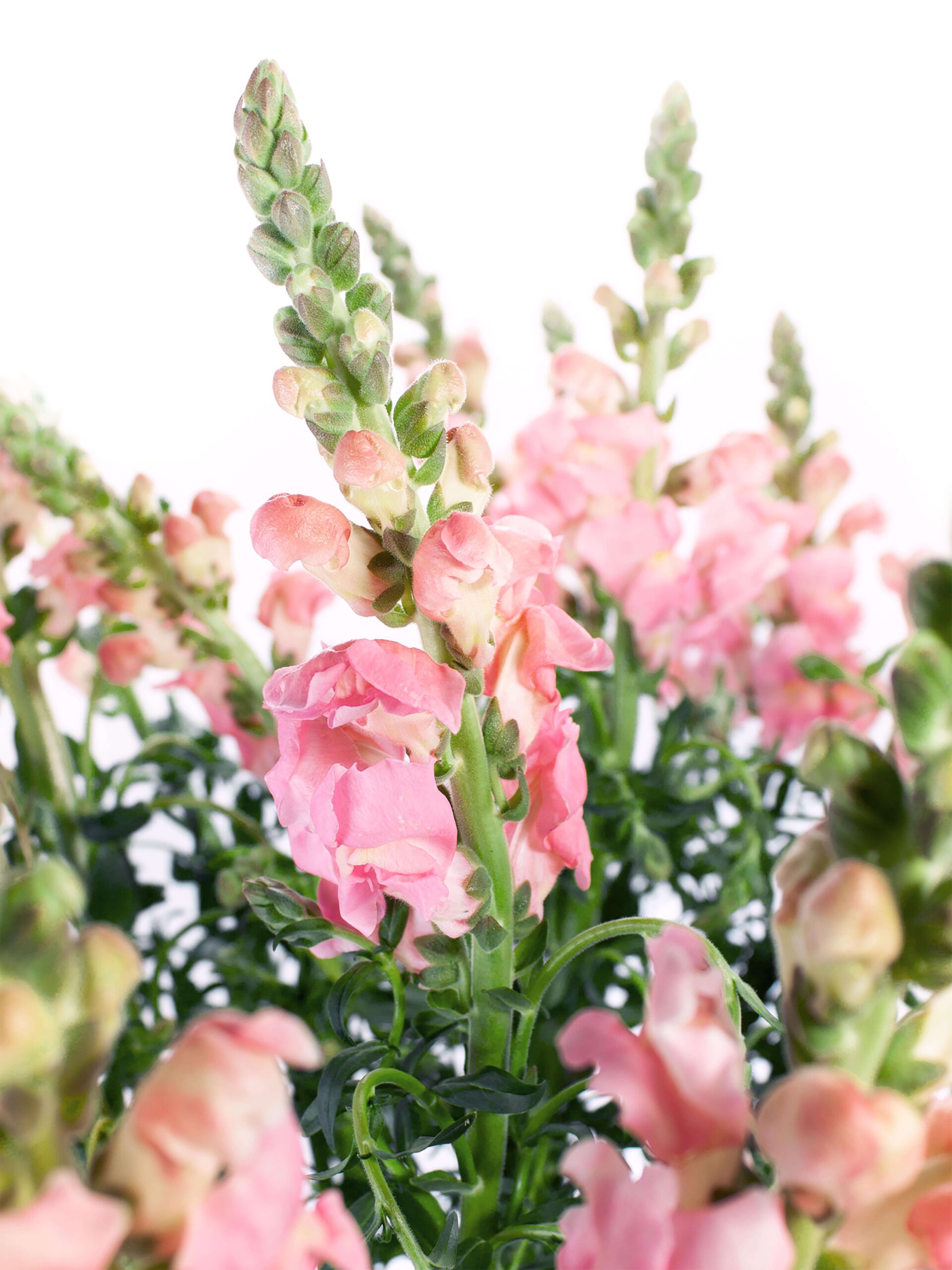 blumigo-l-wenm-ulchen-maryland-schnittblume-rosa image 1