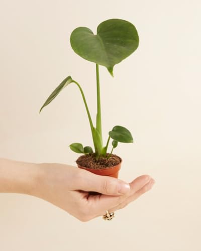 plnts-babyplnts-monstera-deliciosa-zimmerpflanze-20cm image 7
