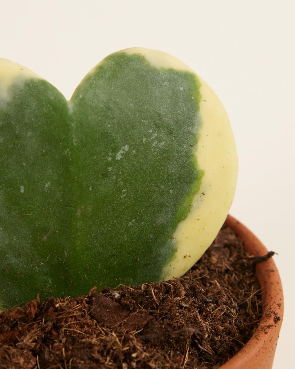 plnts-babyplnts-hoya-kerrii-albomarginata-zimmerpflanze-6cm image 2