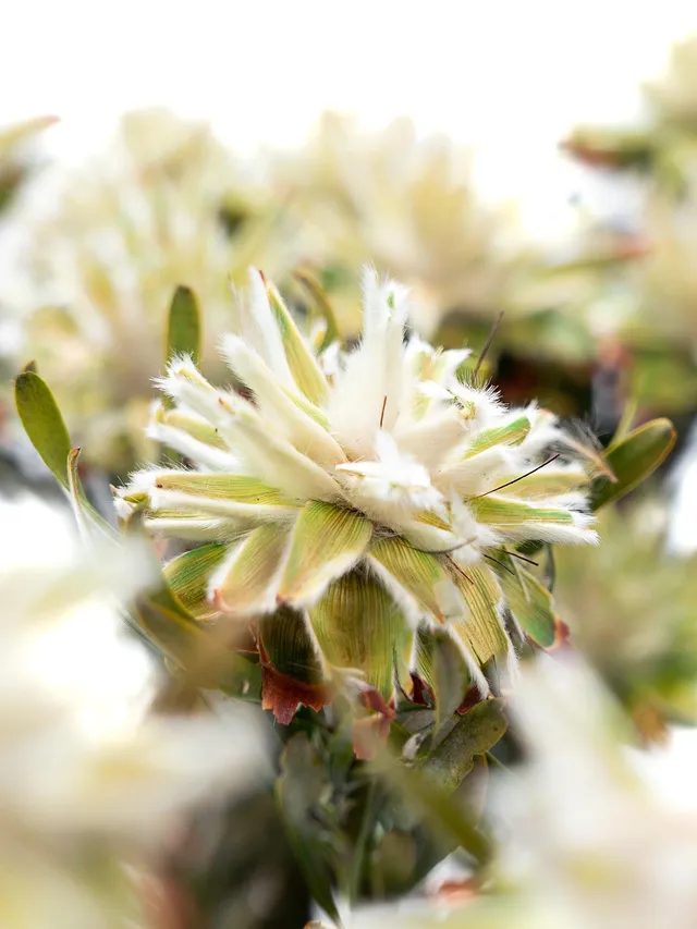 blumigo-leucospermum-plumosum-konserviert-limettengr-n-creme image 1