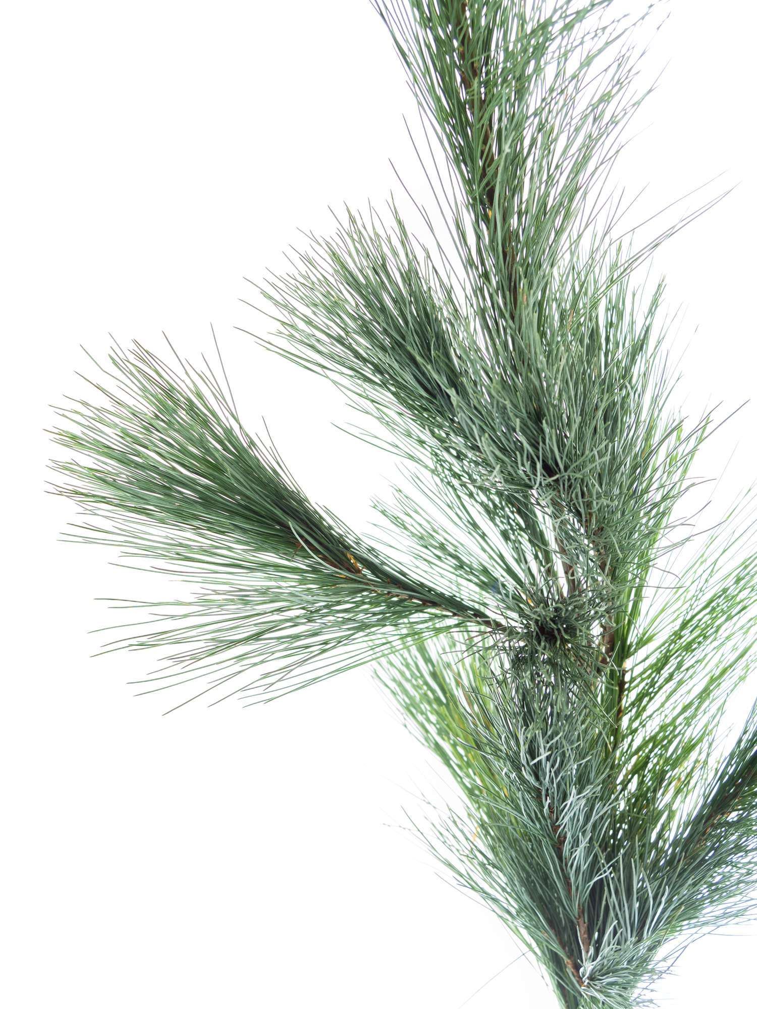 blumigo-seidenkiefer-wintergr-n-geb-ndelt-frisch image 3