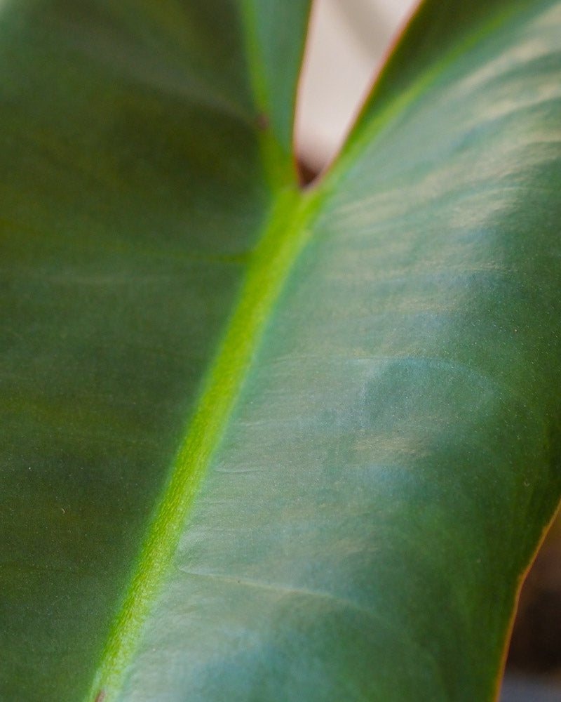 feey-variado-philodendron-atabapoense-zimmerpflanze-rar image 5