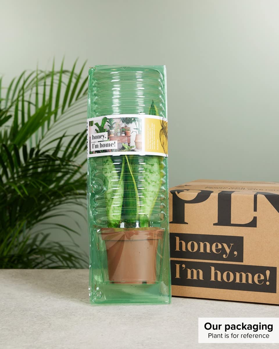 plnts-rareplnts-philodendron-prince-of-orange-zimmerpflanze-12cm image 7