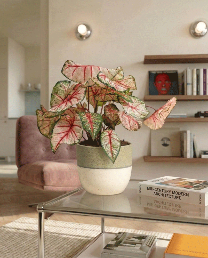 feey-variado-caladium-rhapsody-zimmerpflanze-ohne-topf image 8