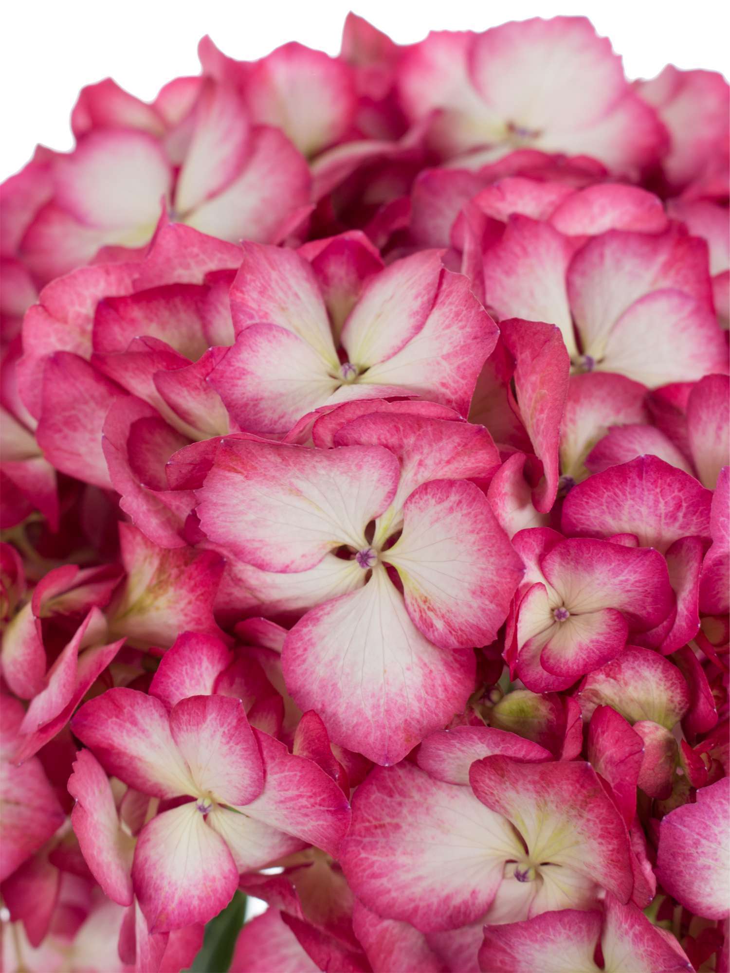 blumigo-hortensien-magical-hovaria-ripple-wei-pink-schnittblume image 3