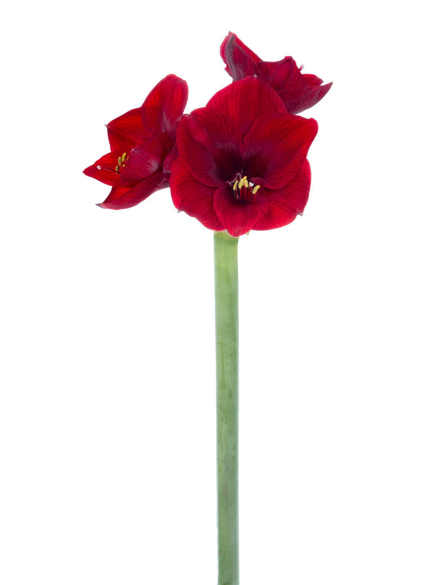 blumigo-amaryllis-royal-velvet-dunkelrote-schnittblume image 5