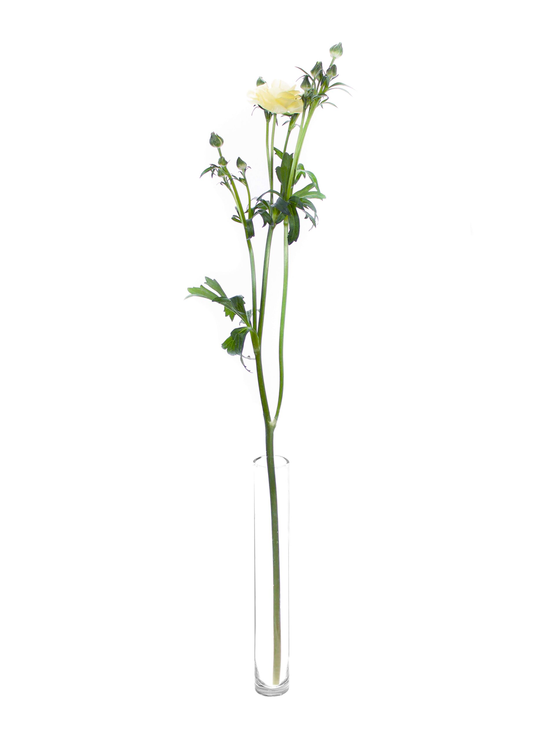 blumigo-ranunkeln-butterfly-helios-gelbe-schnittblumen-verzweigt image 3