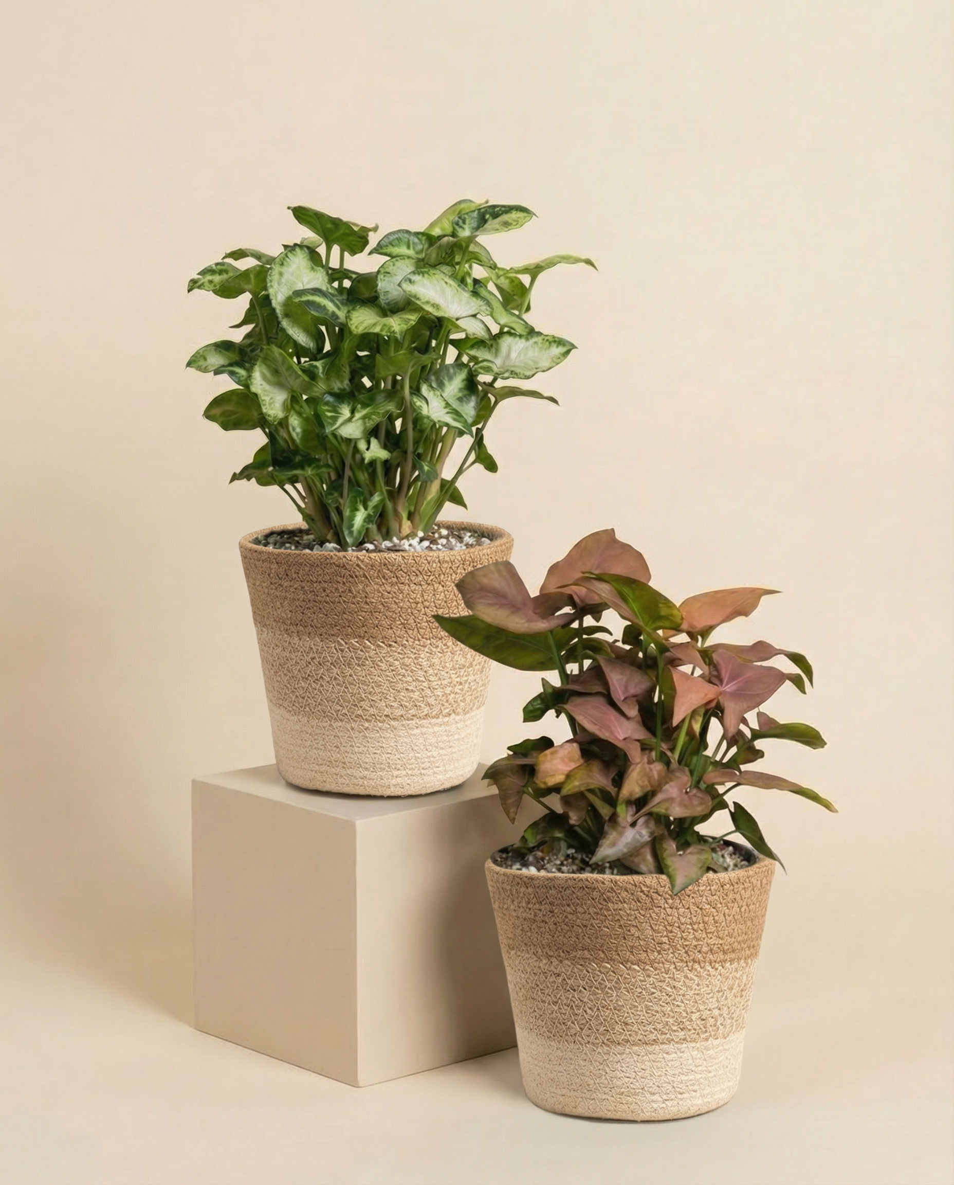 feey-variado-syngonium-duo-zimmerpflanzen-2er-set-ohne-bertopf image 5
