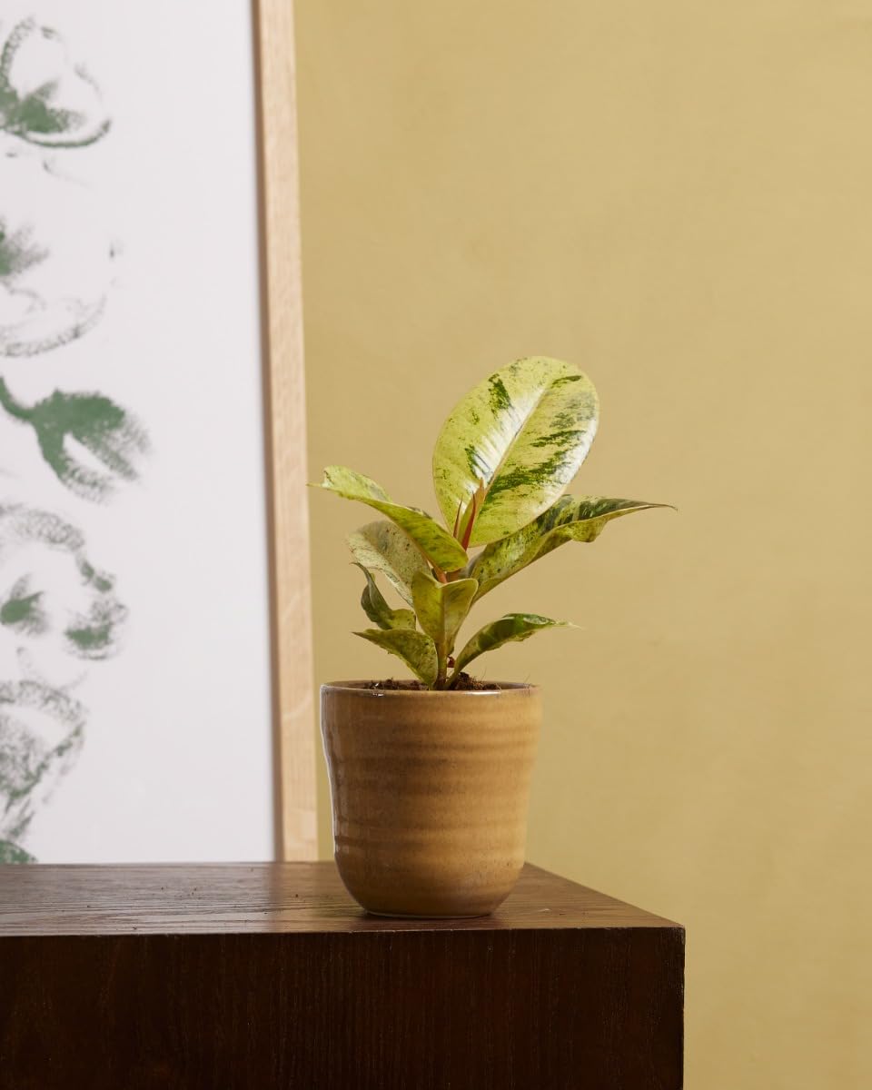 plnts-babyplnts-ficus-shivereana-moonshine-zimmerpflanze-6cm image 4