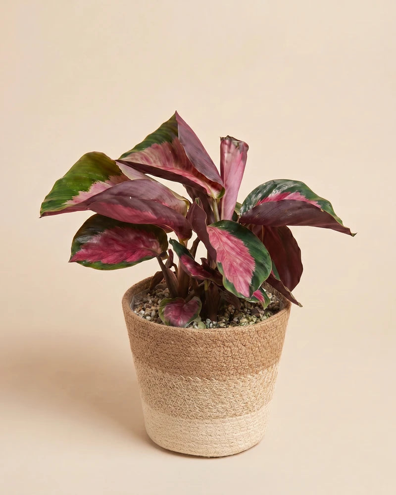 feey-variado-calathea-rosy-korbmarante-ohne-bertopf image 8