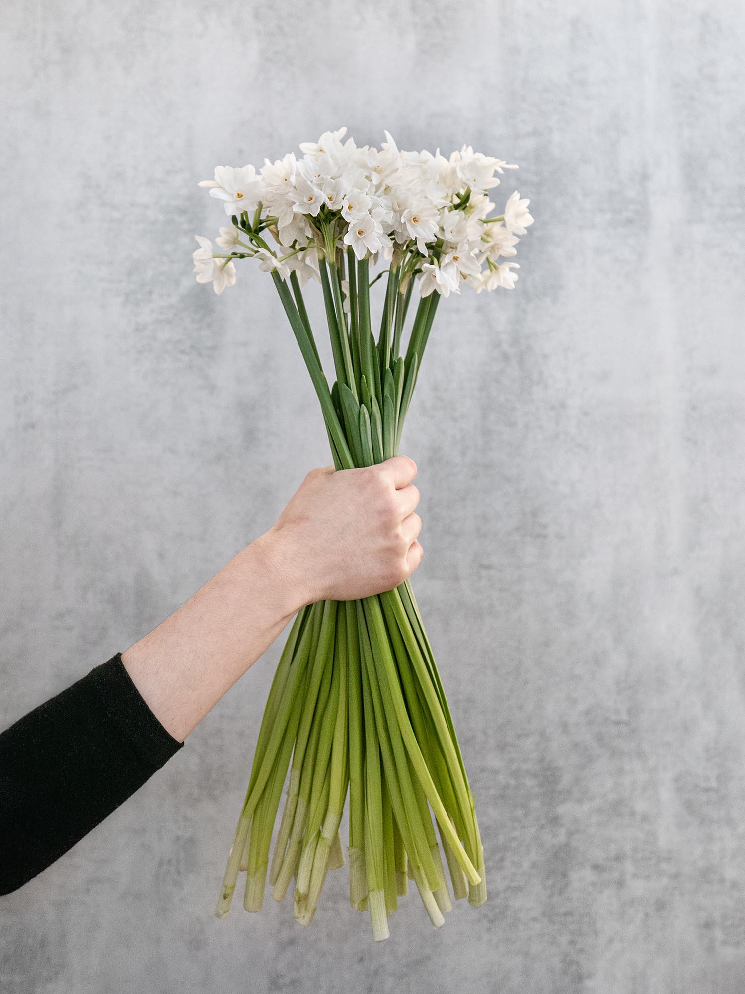 blumigo-narzissen-ziva-verzweigt-schnittblumen-wei image 6