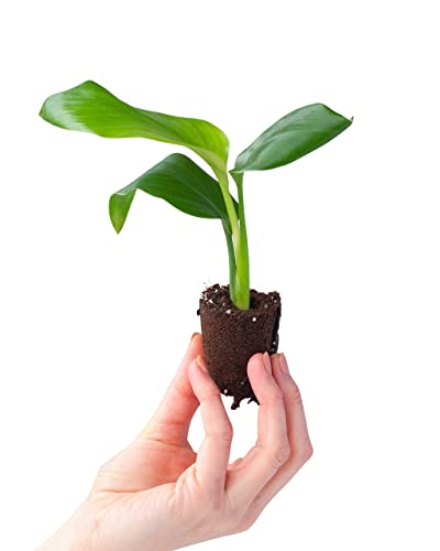 plnts-babyplnts-strelitzia-nicolai-zimmerpflanze-15cm image 7