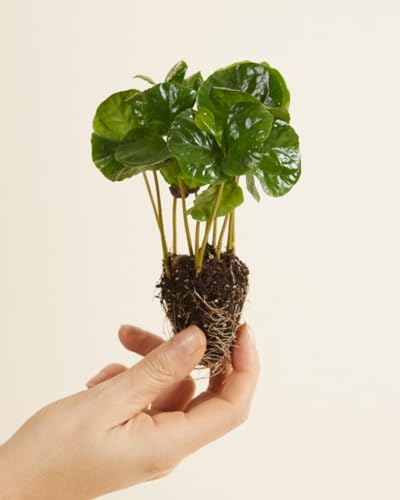 plnts-babyplnts-baby-coffea-arabica-zimmerpflanze-15-cm image 8