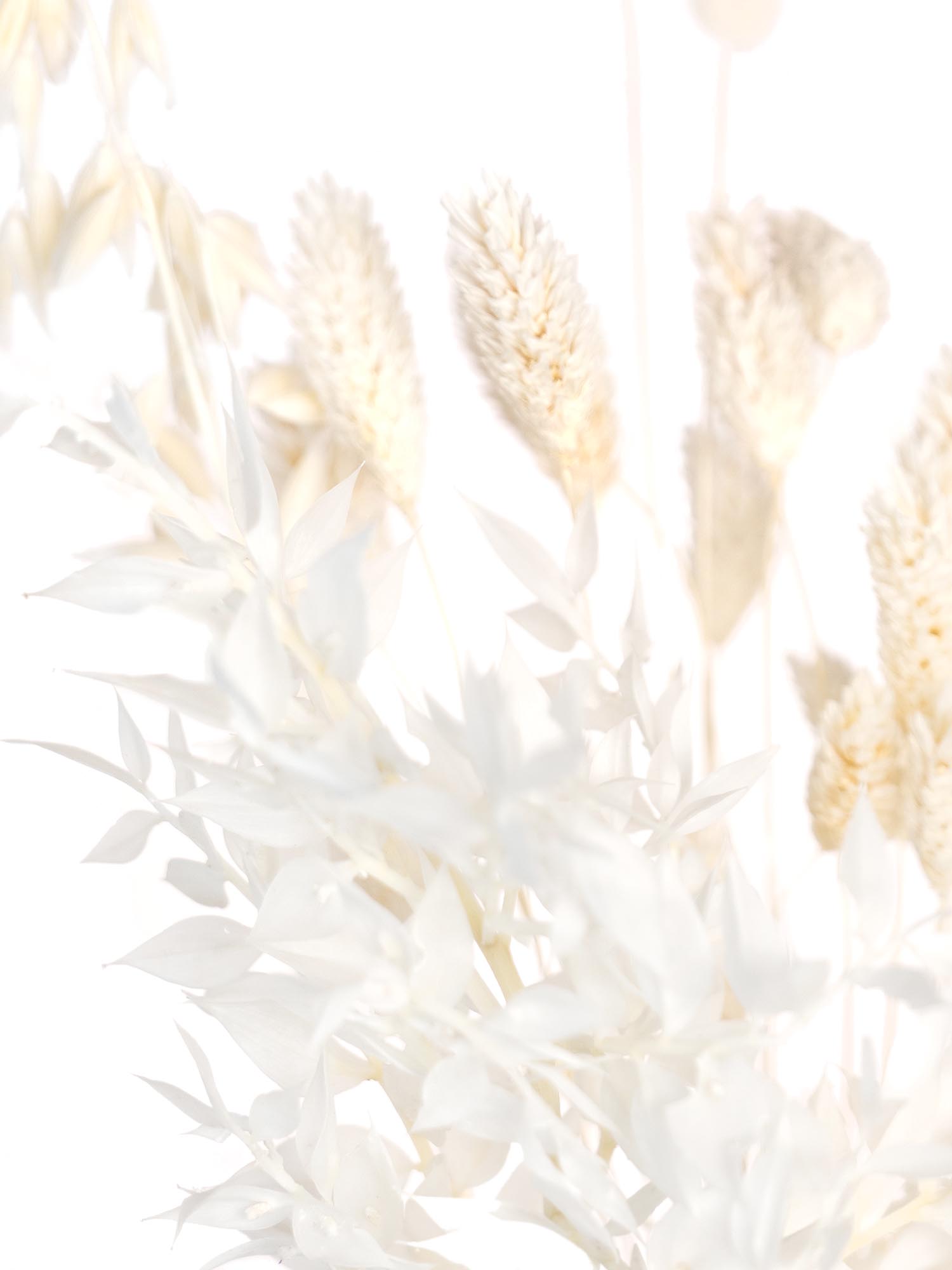 blumigo-trockenblumen-bleached-mix-trockenblumen-gebleicht image 2
