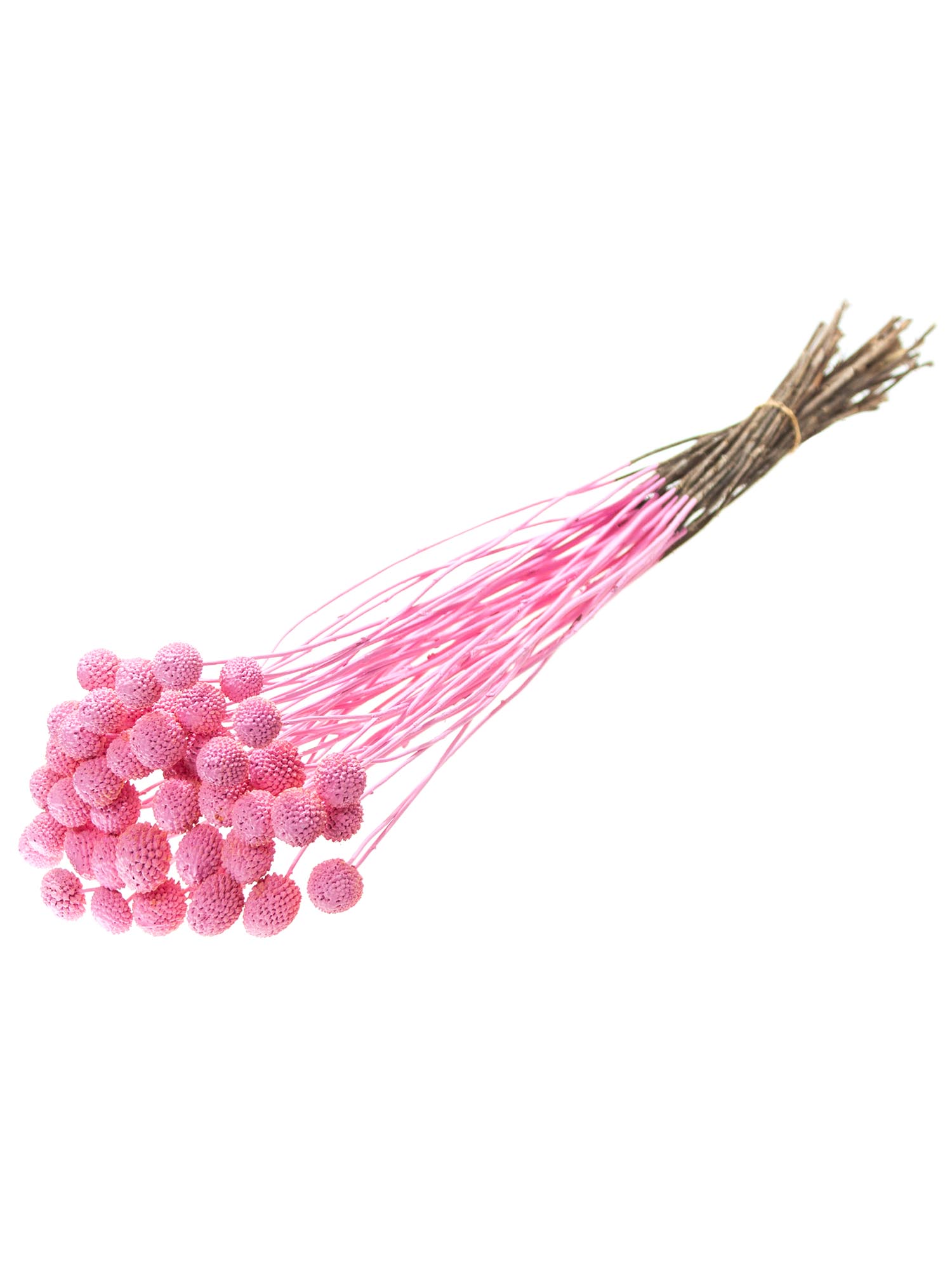 blumigo-trockenblumen-craspedia-lolly-pop-rosa-gef-rbt image 4