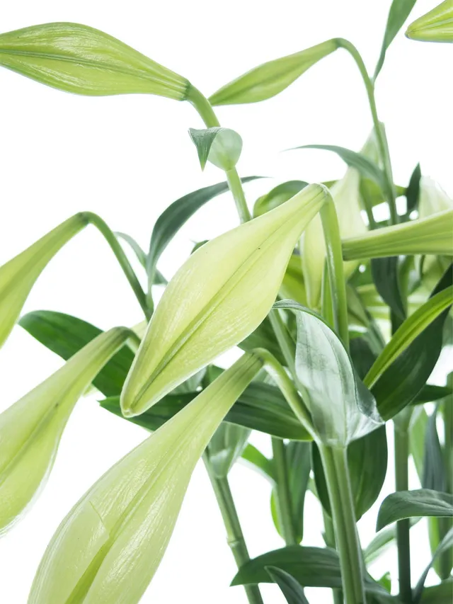 blumigo-lilien-white-heaven-wei-e-schnittblumen-frisch image 1
