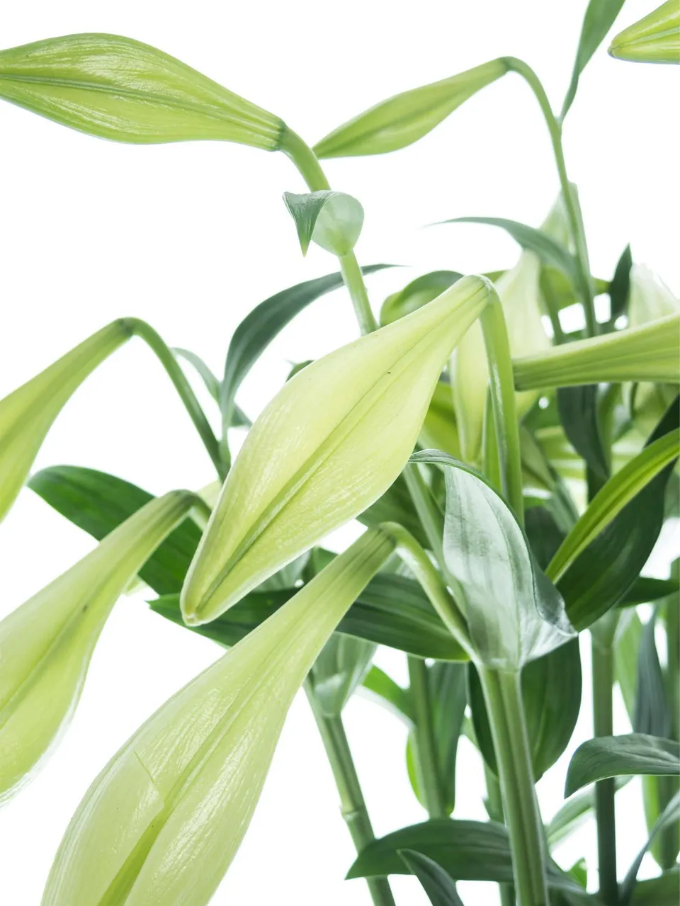 blumigo-lilien-white-heaven-wei-e-schnittblumen-frisch image 1