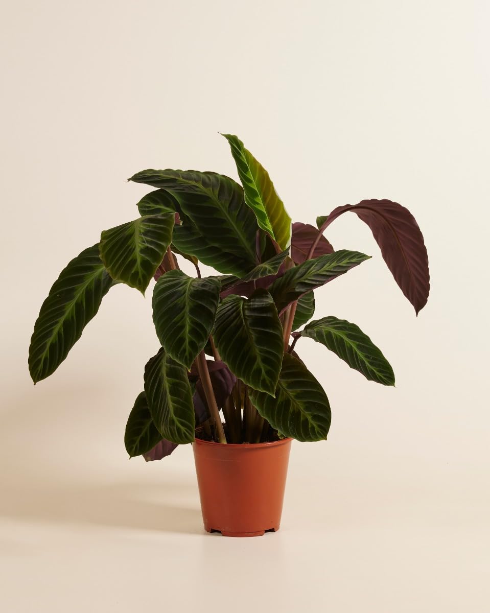 plnts-rareplnts-calathea-warscewiczii-gebetspflanze-60cm image 2