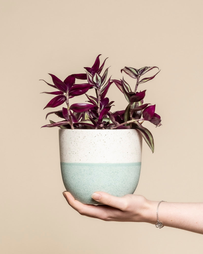 feey-variado-tradescantia-zebrina-zimmerpflanze-ohne-bertopf image 1