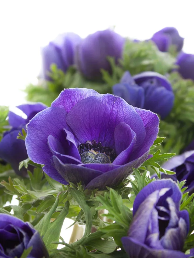 blumigo-mistral-anemone-xl-blau-schnittblume image 1