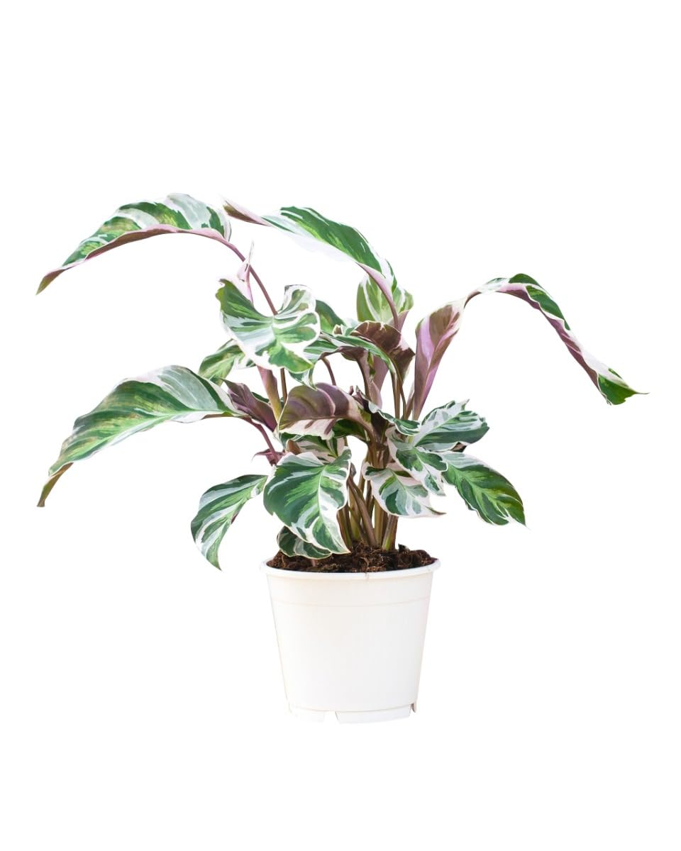 plnts-rareplnts-calathea-white-fusion-zimmerpflanze-45cm-panaschiert image 3