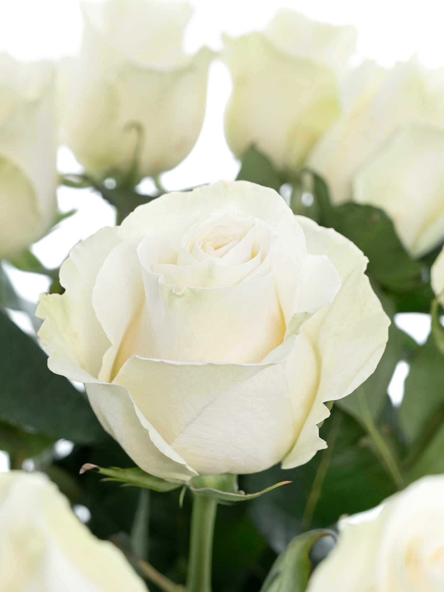 blumigo-rosen-mondial-wei-schnittrosen-frisch image 1