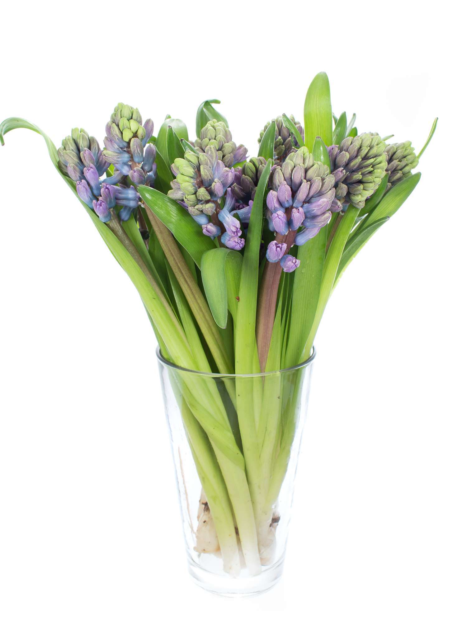 blumigo-fr-hlingsknollen-hyazinthen-purple-star-violett image 2