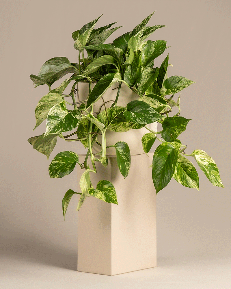 feey-marble-queen-efeutute-h-ngepflanze-ohne-bertopf image 6