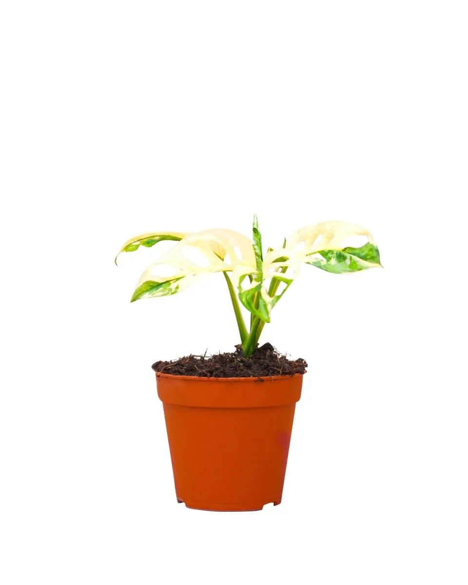 plnts-rareplnts-monstera-adansonii-variegated-zimmerpflanze-25cm image 1