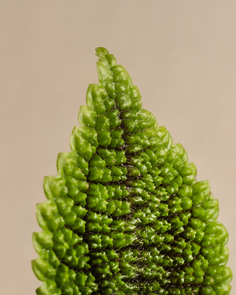 feey-variado-pilea-moon-valley-trio-babypflanze-ohne-bertopf image 7