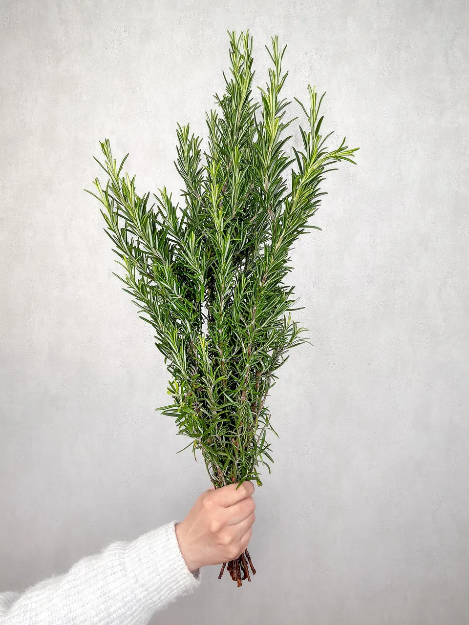 blumigo-blattwerk-rosmarin-bund-bindegr-n-frisch image 1