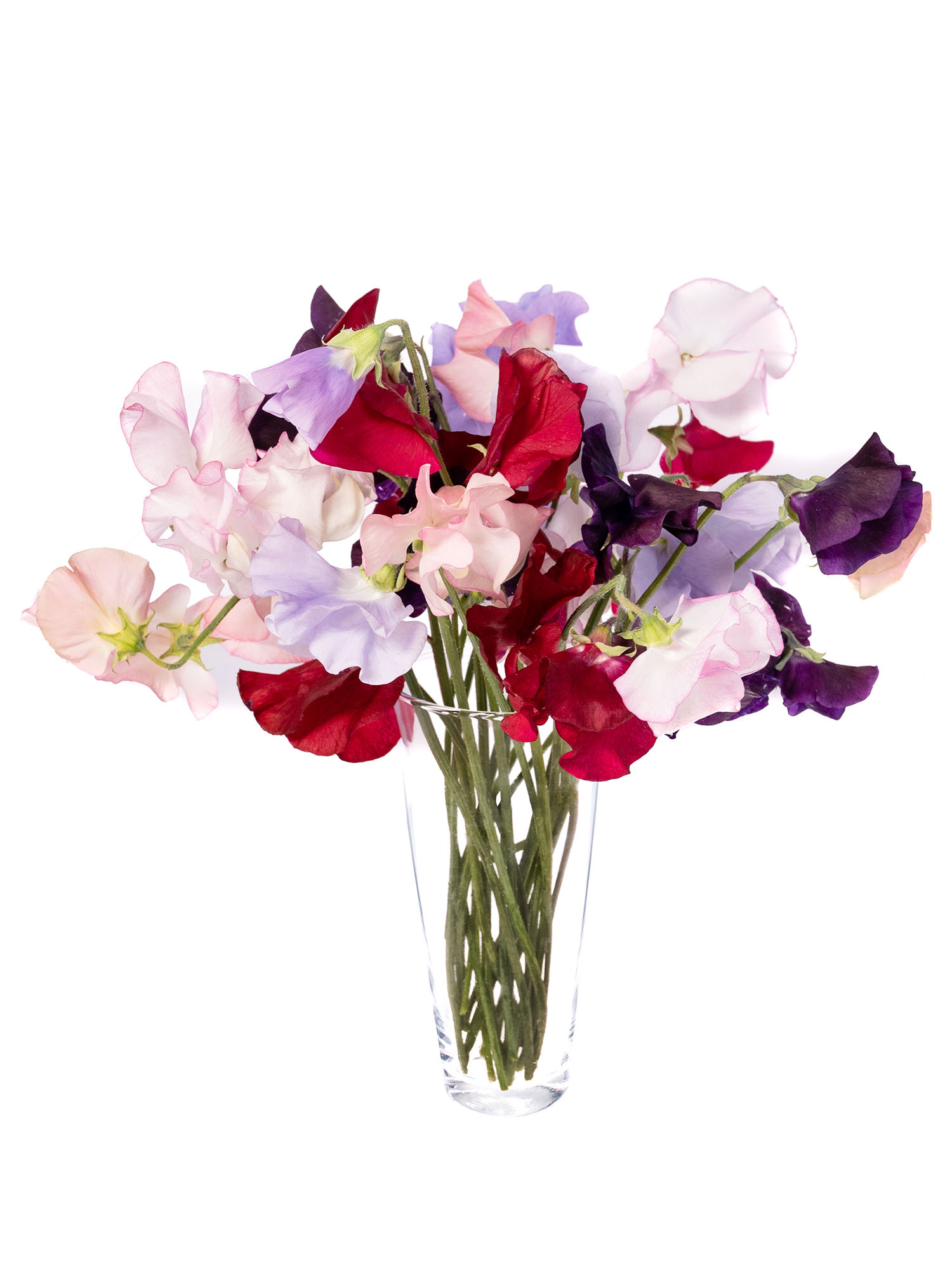 blumigo-wicken-bunte-mischung-schnittblumen-bunt image 2