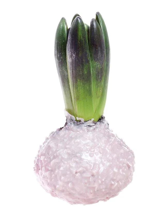 blumigo-fr-hlingsknollen-gewachste-hyazinthe-zart-ros-flocken image 1