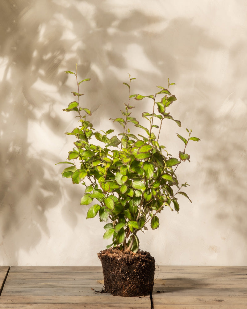 feey-amsterdam-parrotia-persica-eisenholzbaum-ohne-topf-winterhart image 3
