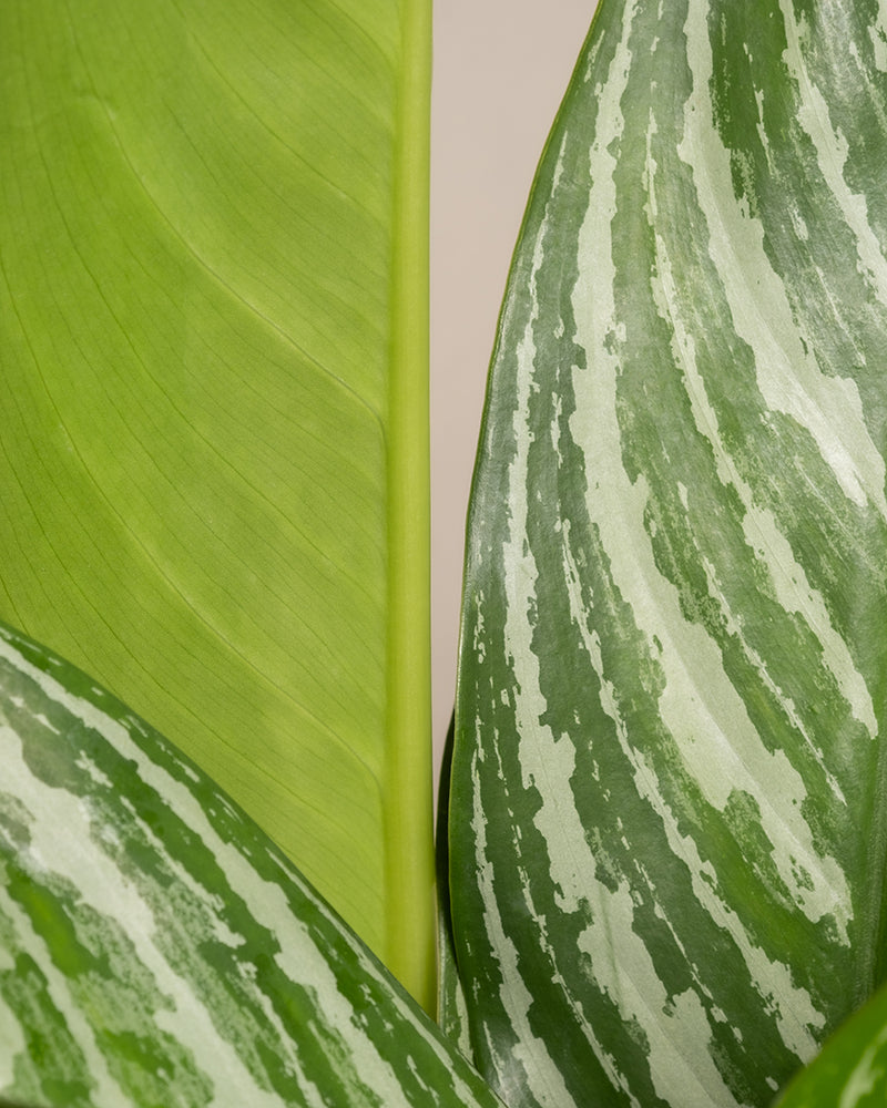 feey-variado-aglaonema-stripes-zimmerpflanze-ohne-bertopf image 2