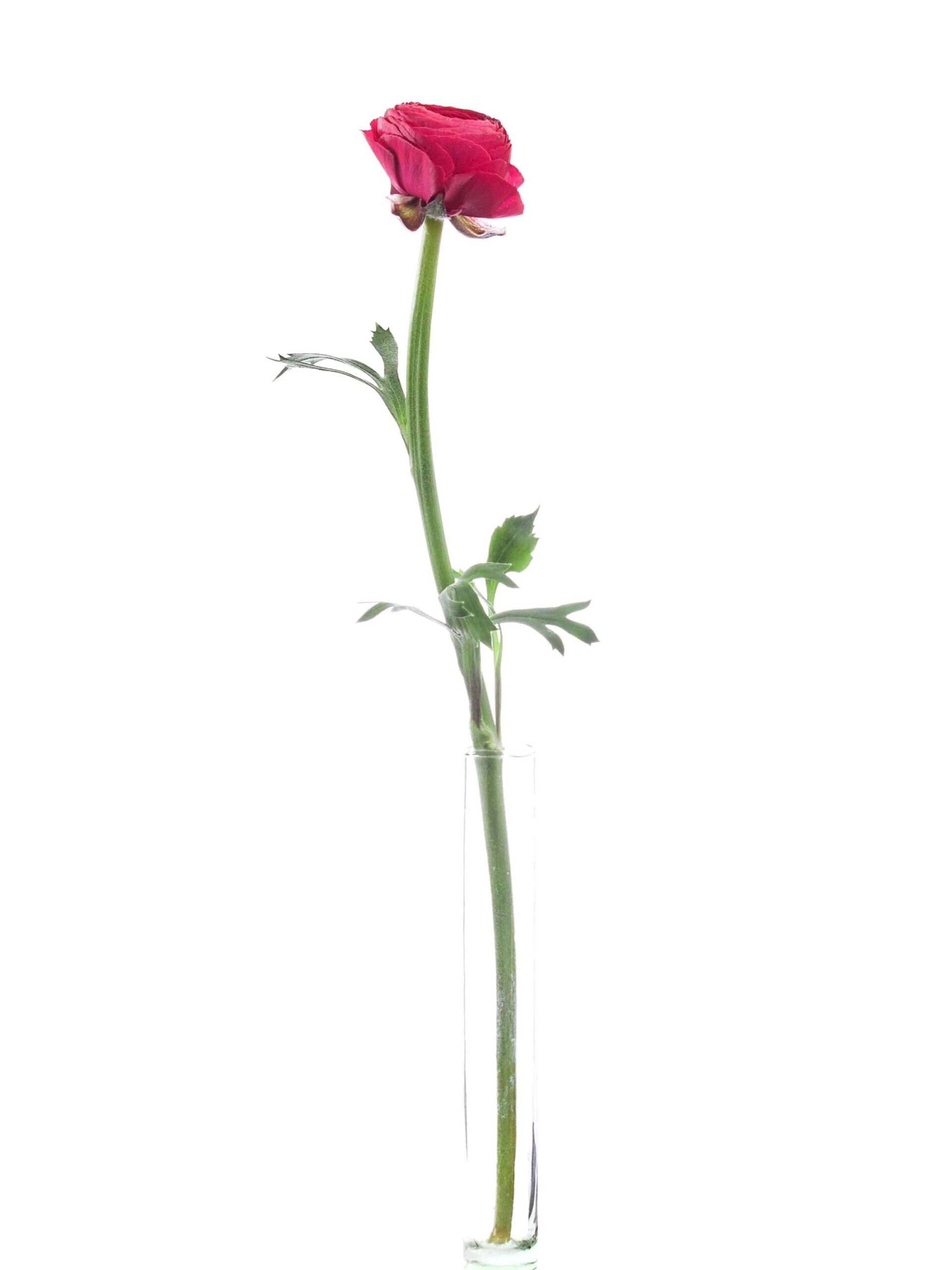 blumigo-ranunkeln-xl-cloni-laser-schnittblumen-pink image 3