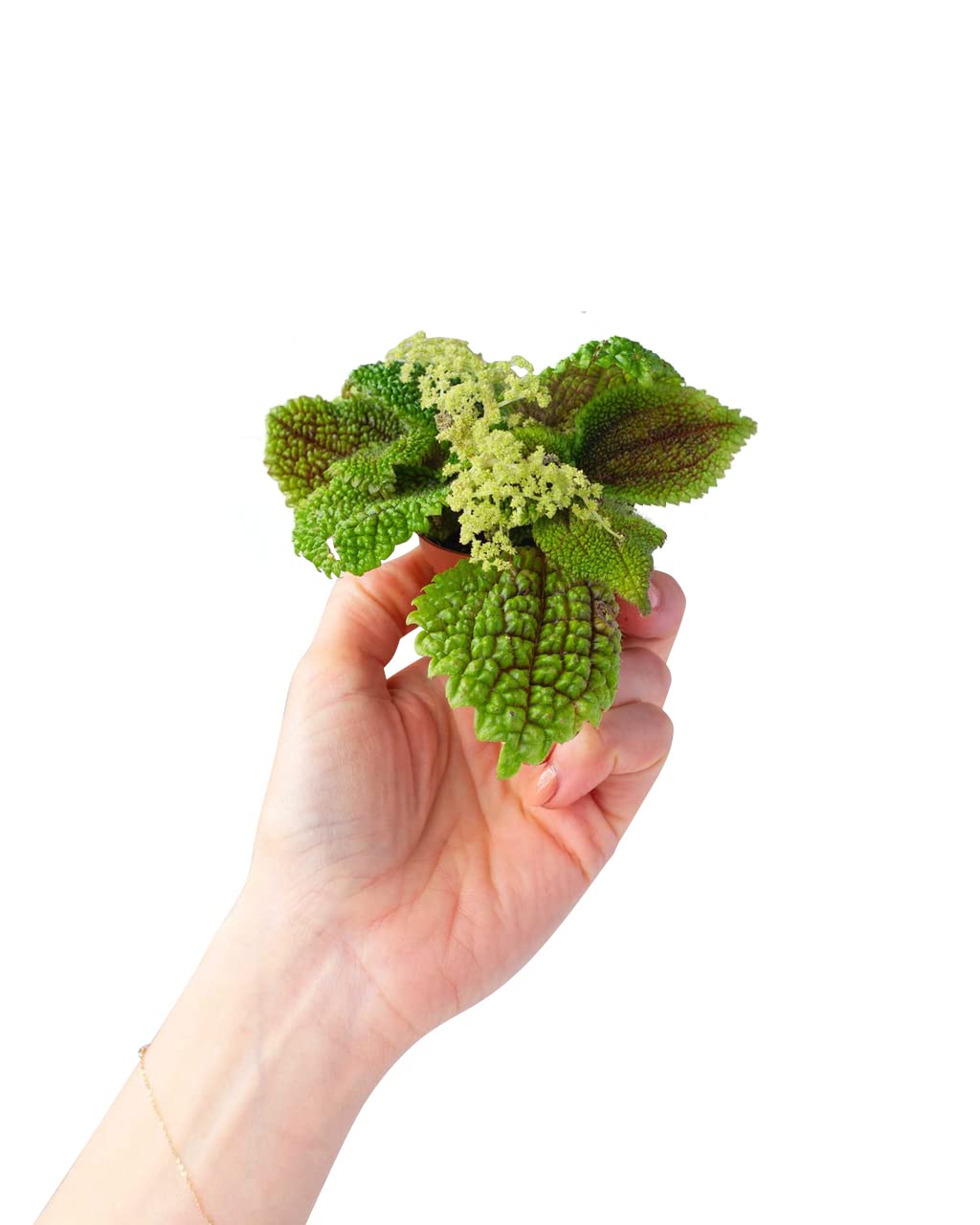 plnts-babyplnts-pilea-moon-valley-zimmerpflanze-6cm-topf image 1