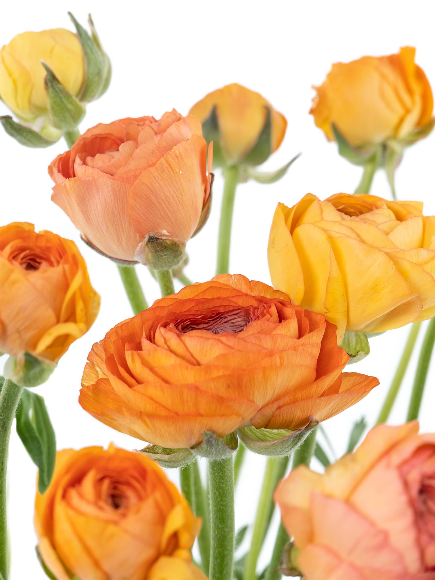 blumigo-ranunkeln-azur-salmon-schnittblumen-lachs image 2