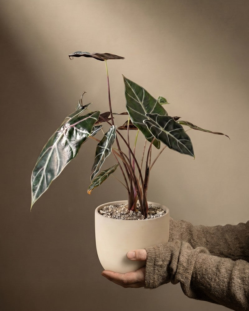 feey-variado-alocasia-red-vein-zimmerpflanze-ohne-bertopf image 1