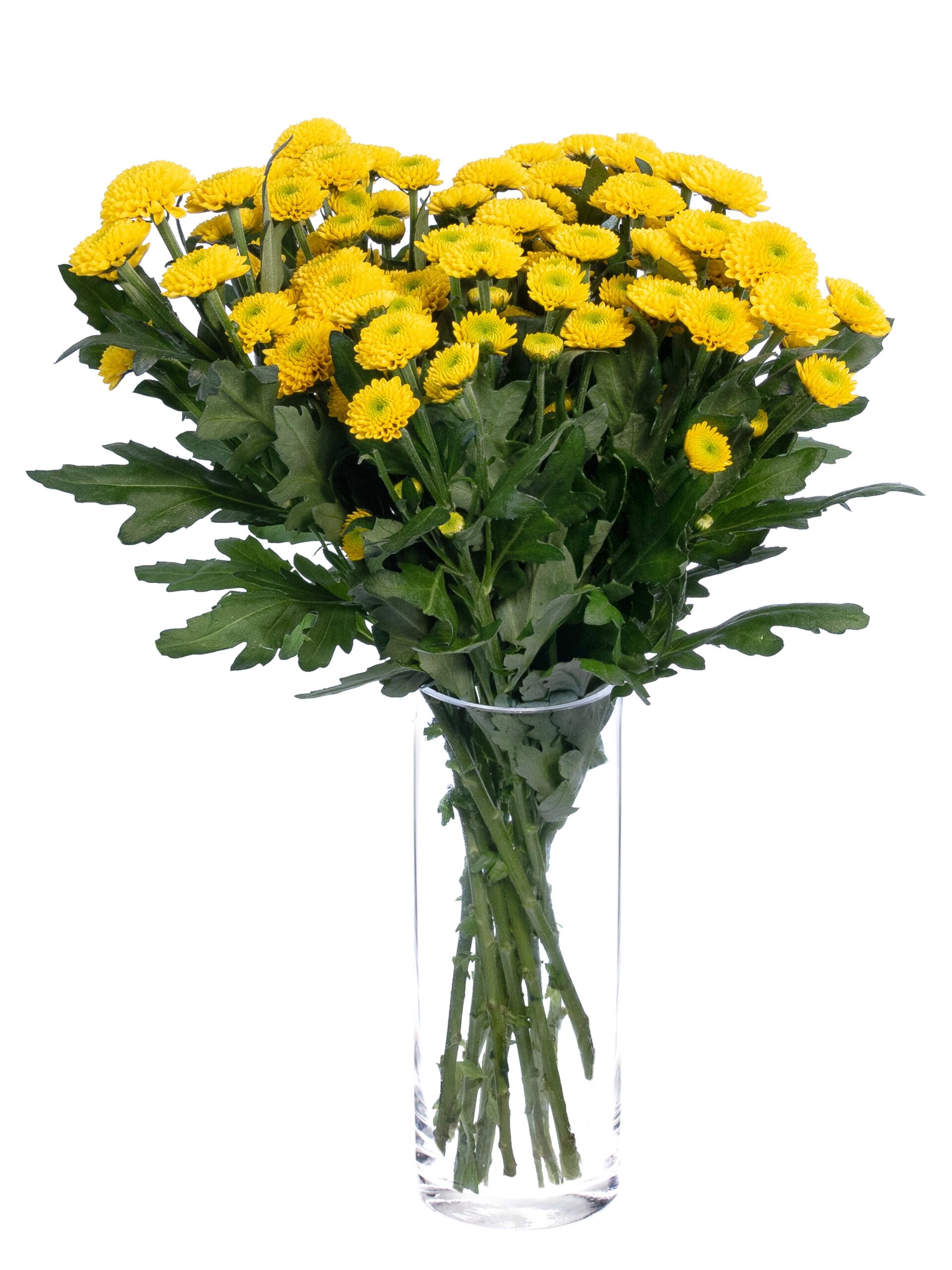 blumigo-chrysanthemen-santinis-aurinko-schnittblumen-gelb image 2