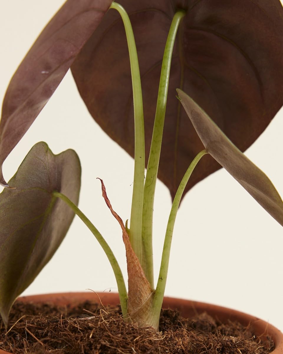 plnts-babyplnts-alocasia-red-secret-zimmerpflanze-20cm image 4