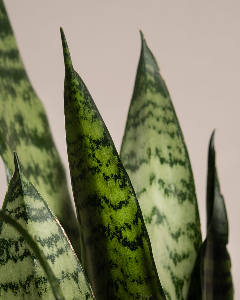 feey-variado-unzerst-rbares-duo-sansevieria-set-pflegeleicht image 2