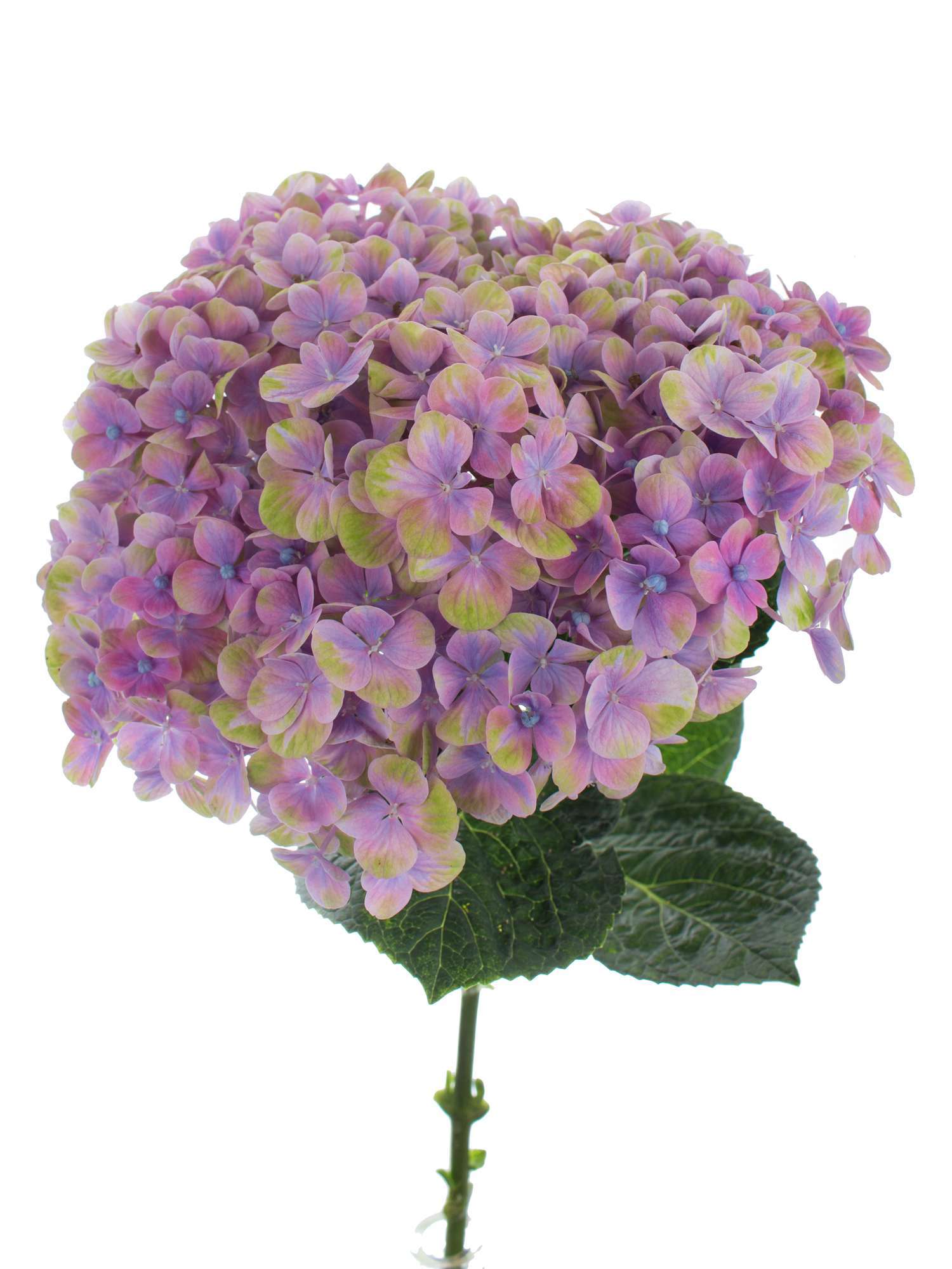 blumigo-hortensie-magical-coral-schnittblume-blau-lila-gr-n image 4