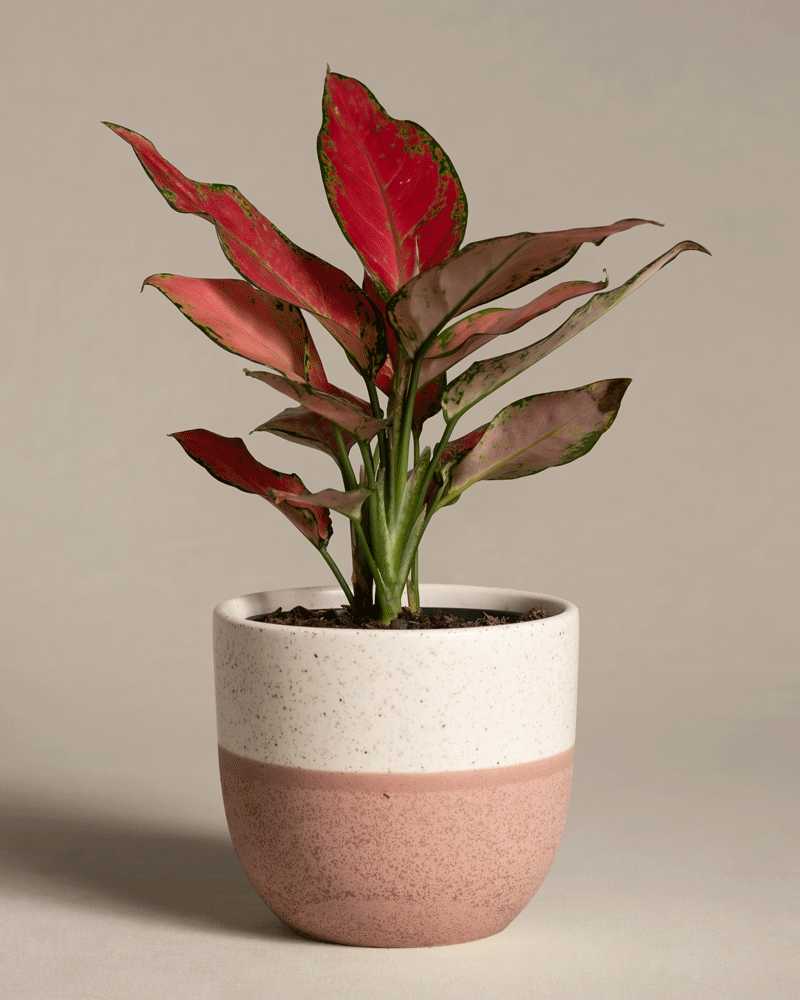 feey-aglaonema-cherry-baby-zimmerpflanze-klein-rot image 5