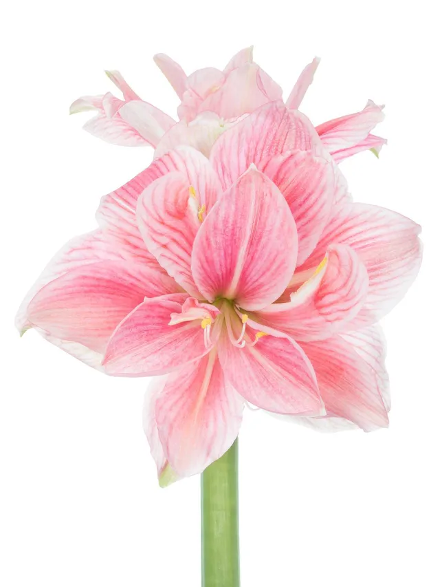 blumigo-amaryllis-sweet-nymph-schnittblume-pink-wei-gef-llt image 1