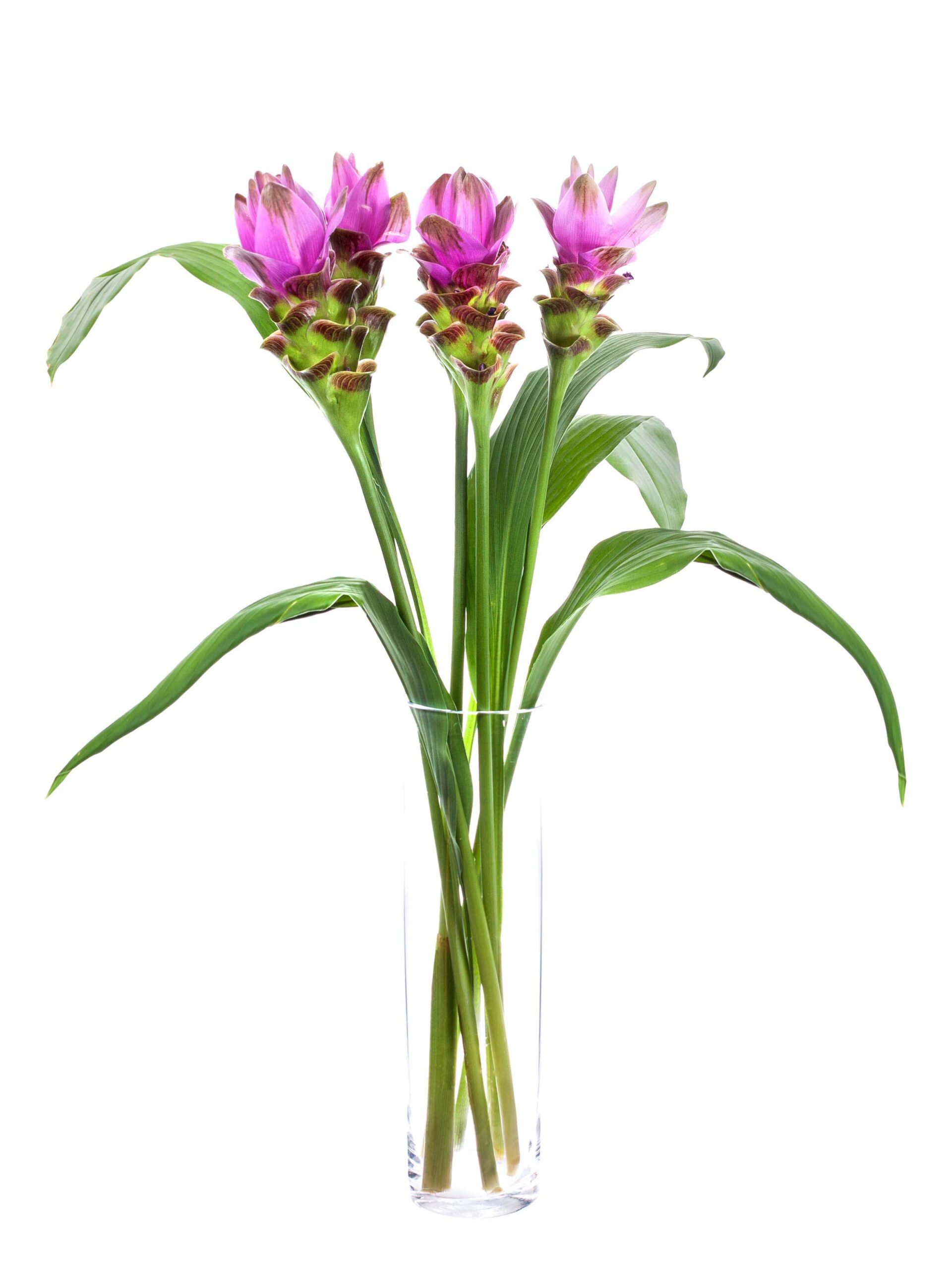 blumigo-kurkuma-siam-shadow-pink-schnittblume-stiel image 2