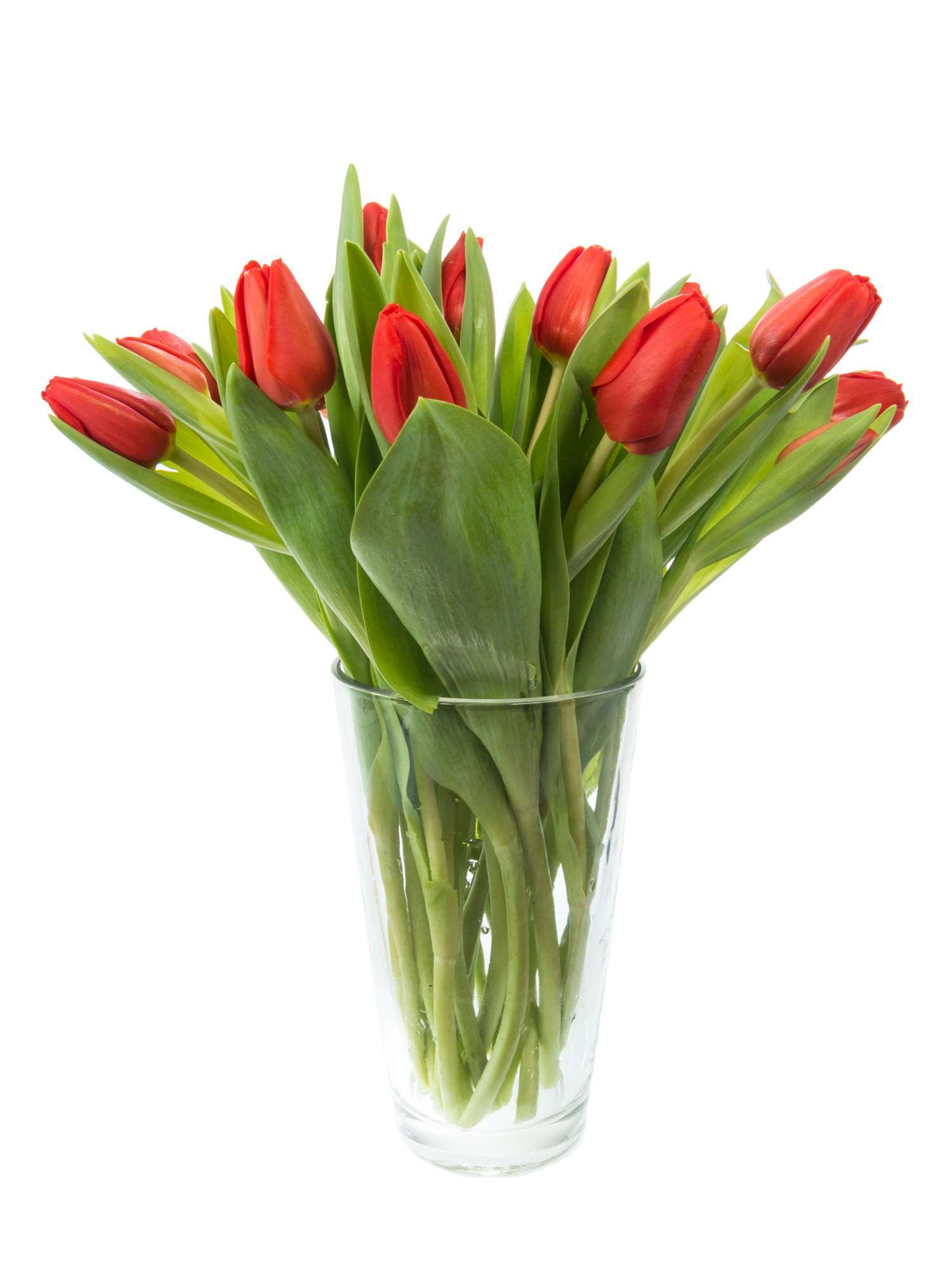 blumigo-tulpen-escape-rote-schnittblumen-knospig-frisch image 2