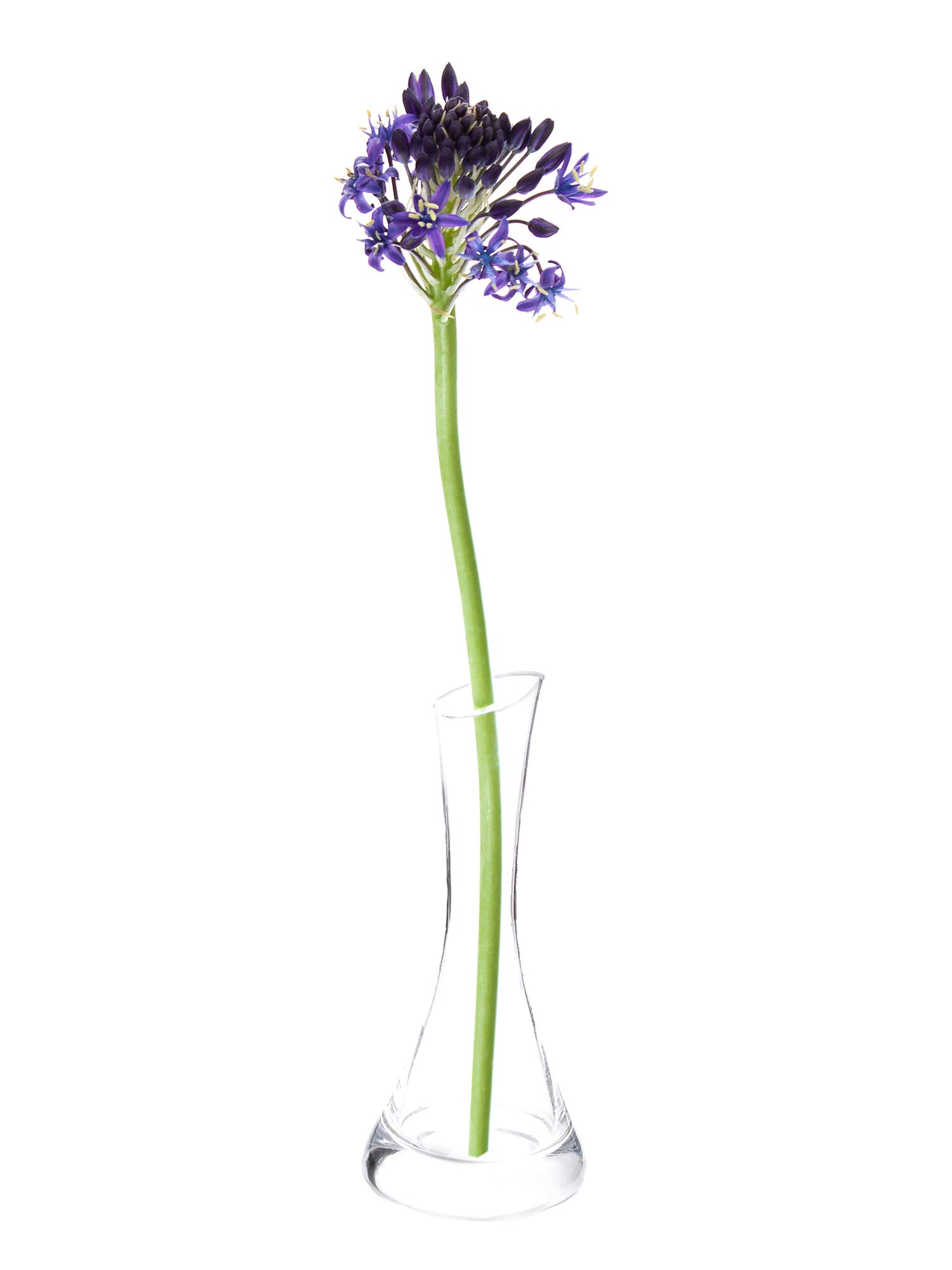 blumigo-fr-hlingsknollen-scilla-peruviana-blaustern-lila image 3