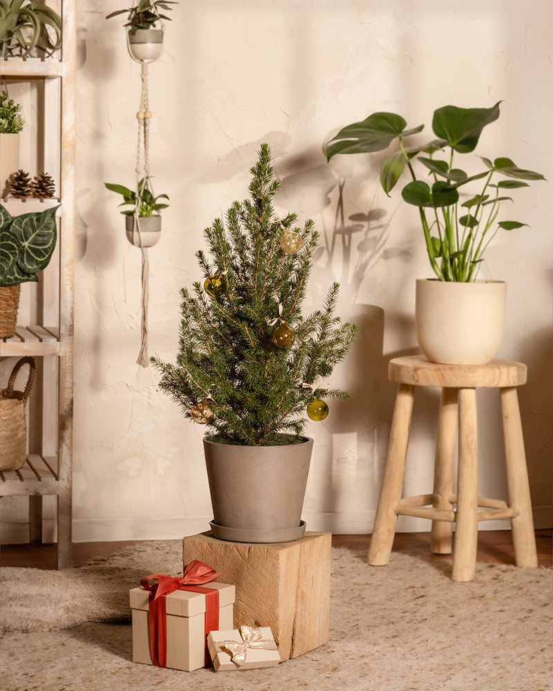 feey-amsterdam-tannenbaum-aussenpflanze-ohne-topf-winterhart image 2