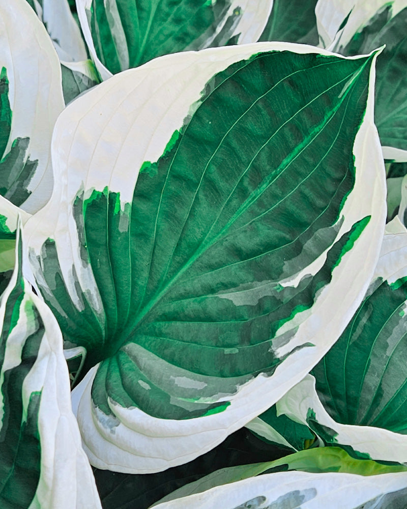 feey-amsterdam-hosta-blau-beige-2-stk-rhizome image 2